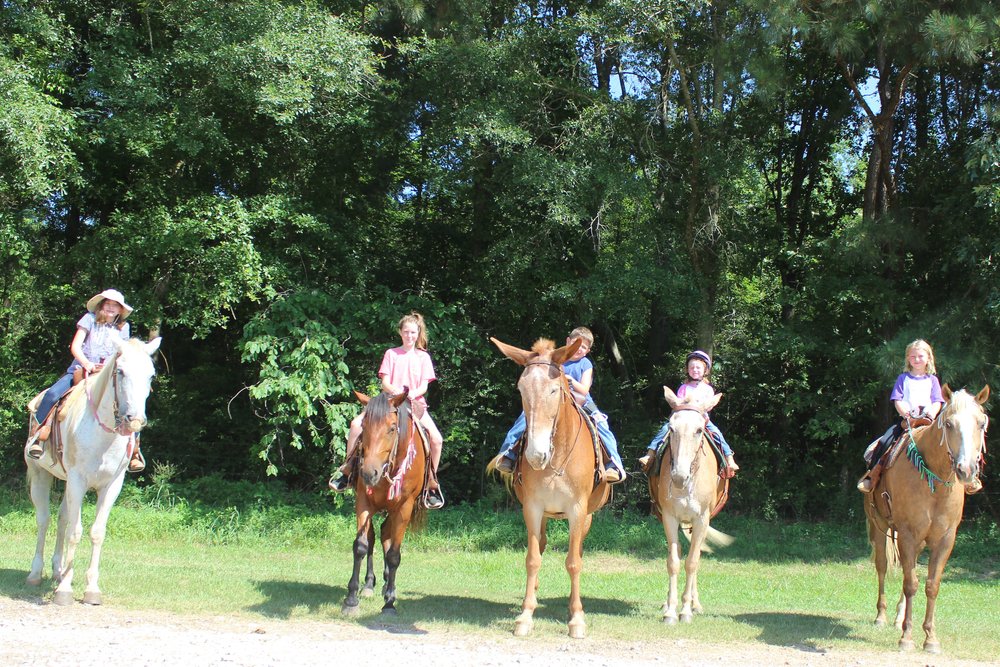Riding Lessons instead of Purchasing a Horse